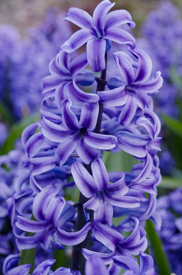 Spring Photograph - Purple Hyacinth by Tikvahs Hope