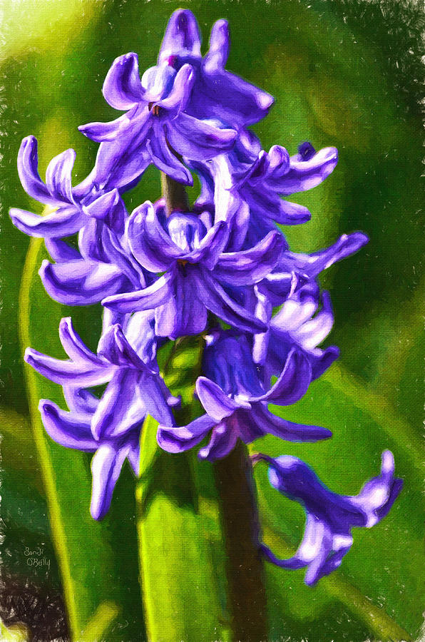 Purple Hyacinth  Painting by Sandi OReilly
