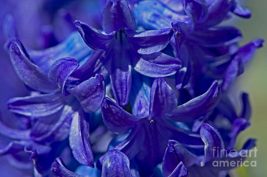 Purple Hyacinth Photograph by Sharon Talson