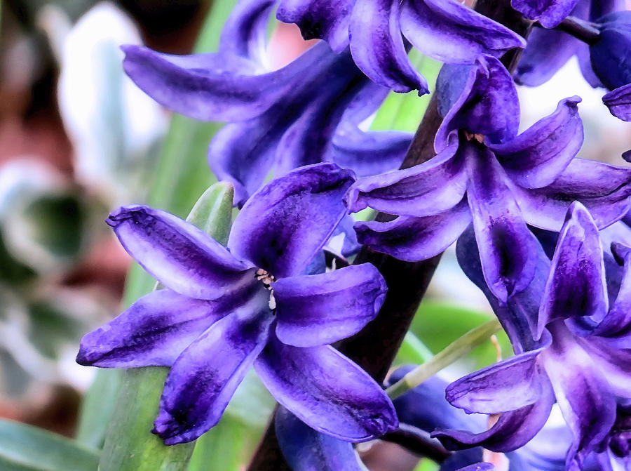 Purple Hyacinths Photograph by Janice Drew