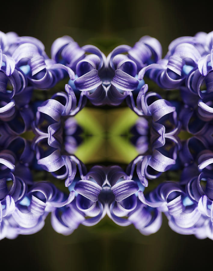 Purple Hyazinth Photograph by Silvia Otte