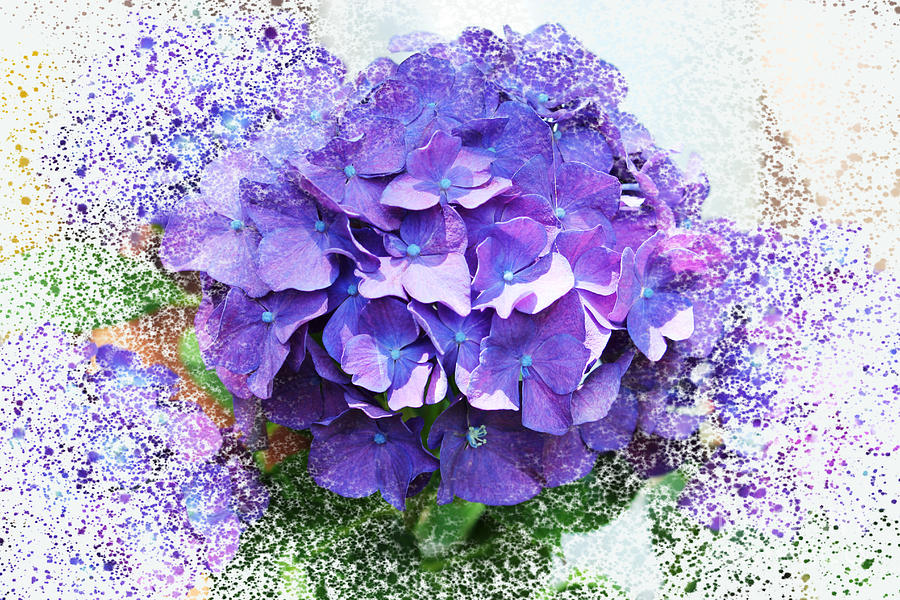 Purple Hydrangea Abstract Photograph by Judy Palkimas