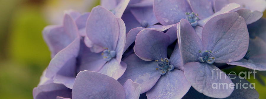 Purple Hydrangea Photograph by Amanda Mohler