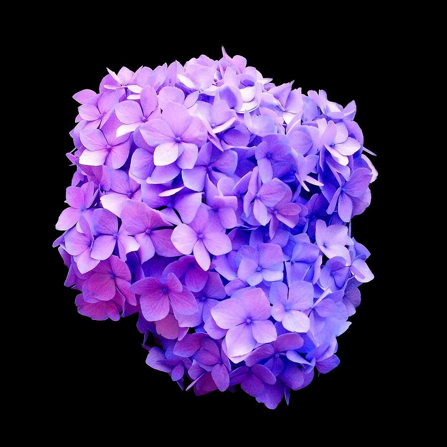 Purple Hydrangea Bloom  Photograph by Liza Dey