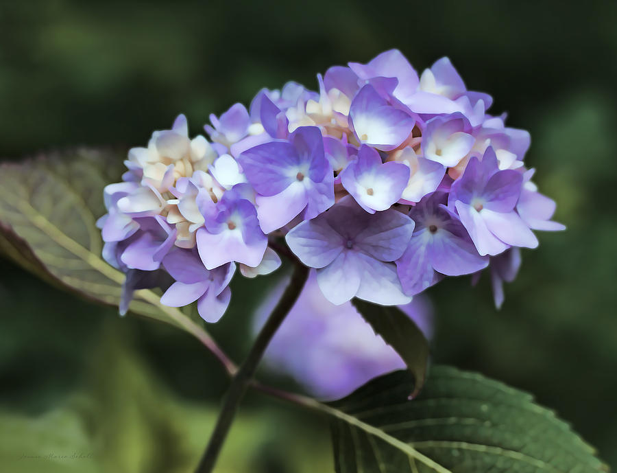 Purple Hydrangea Flower Bouquet Photograph by Jennie Marie Schell