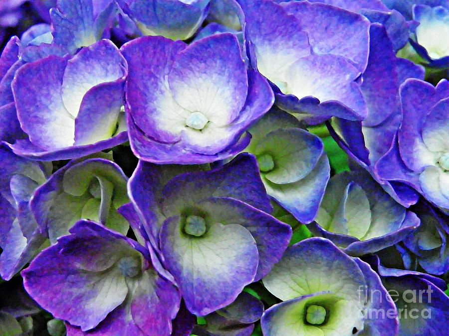 Purple Hydrangea Photograph by Sarah Loft
