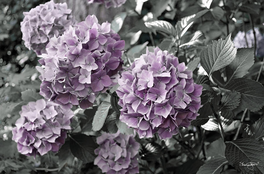Purple Hydrangea- Selective Color Photograph by Shanna Hyatt