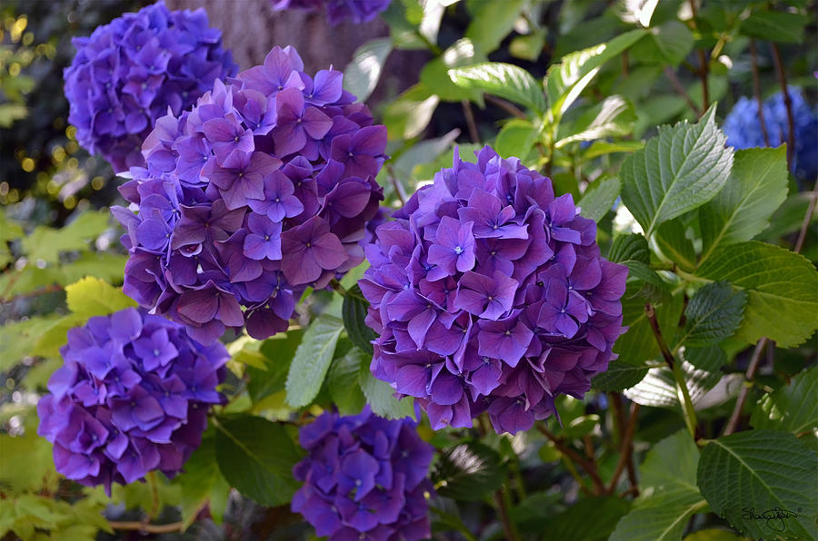 Purple Hydrangea Photograph by Shanna Hyatt