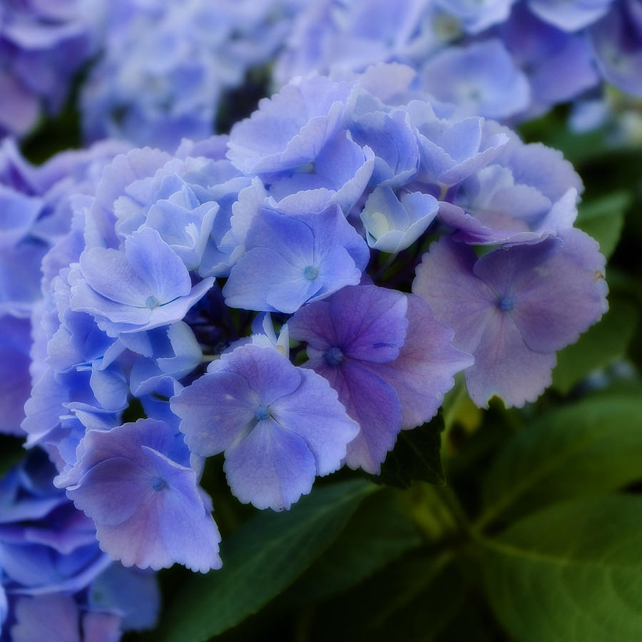 Purple Hydrangeas 2 Photograph By Bonnie Bruno - Fine Art America