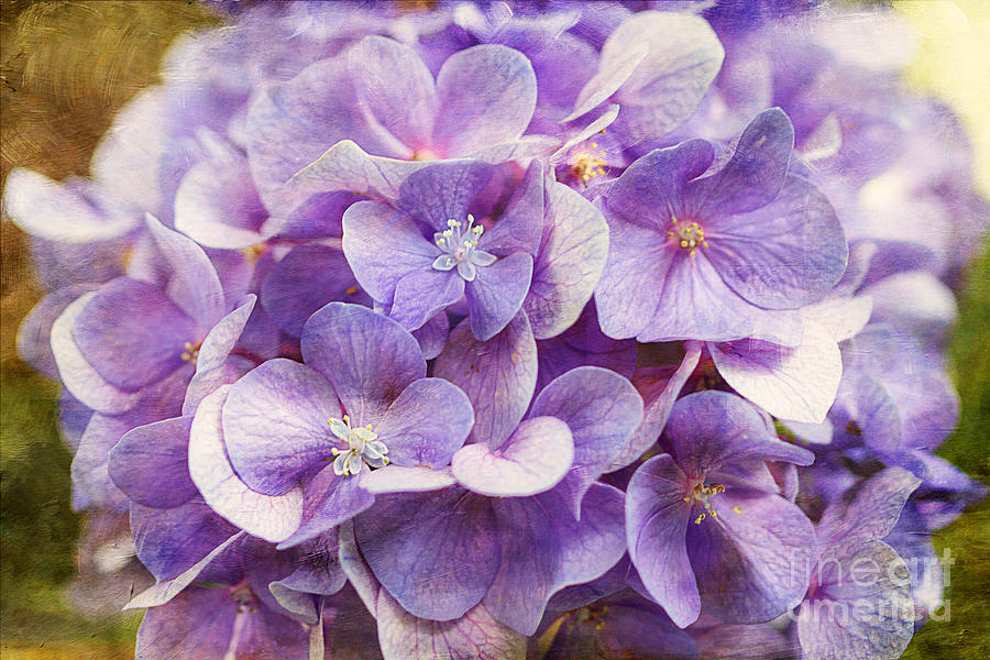 Purple Hydrangeas Photograph