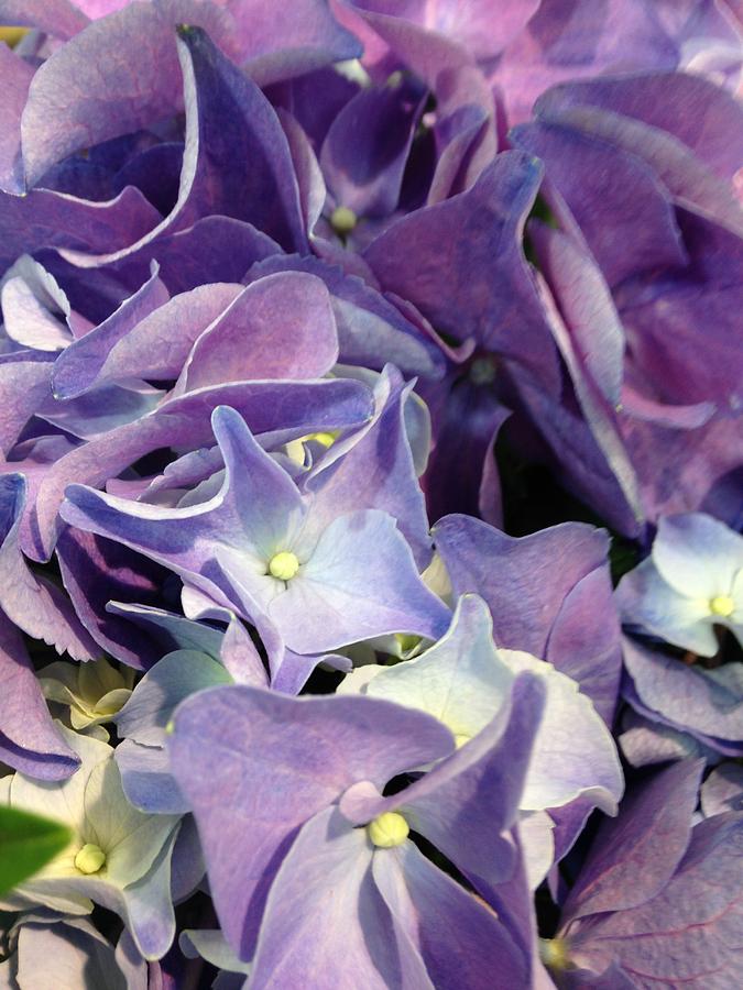 Flower Photograph - Purple Hydrangeas by Marian Lonzetta