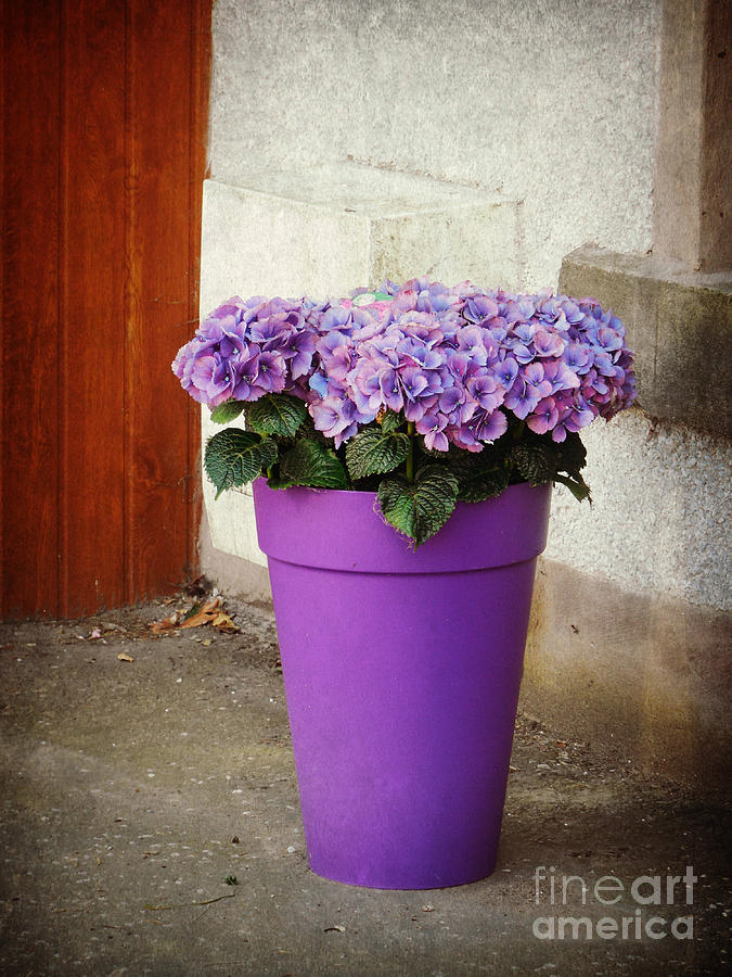 Purple Hydrangeas Photograph by Valerie Reeves
