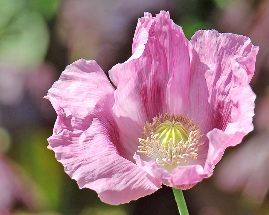 Purple Iceland Poppy Photograph by Suzanne Gaff