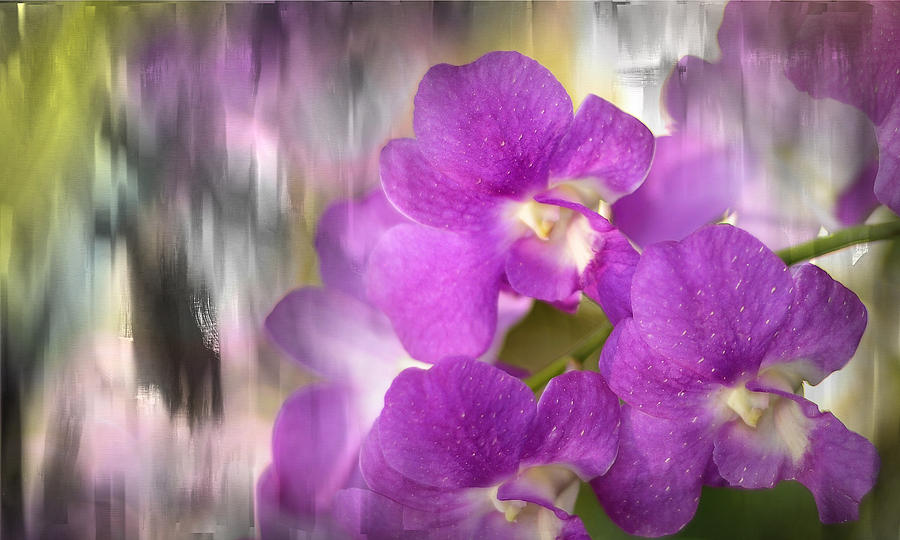 Purple Impression Photograph by Jenny Rainbow