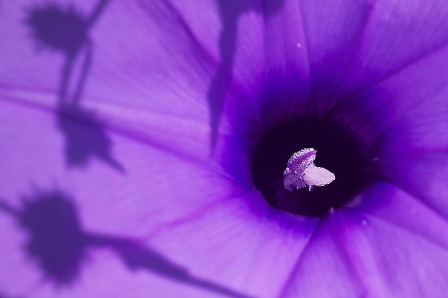 Purple in Black Hole Photograph by Arj Munoz