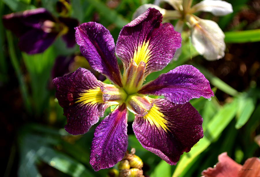 Purple Iris 001 Photograph by George Bostian