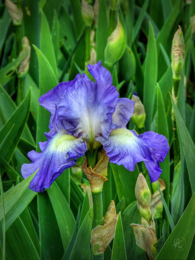 Purple Iris 001 Photograph by Lance Vaughn