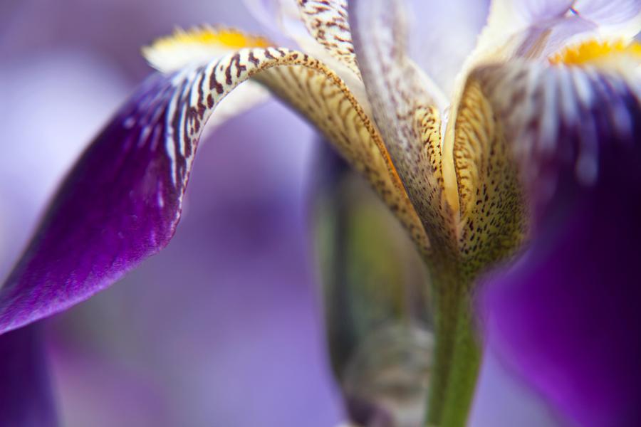 Purple Iris 1 Photograph by Theresa Tahara