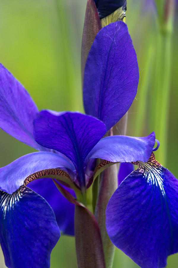 Purple Iris 2 Photograph by Leda Robertson