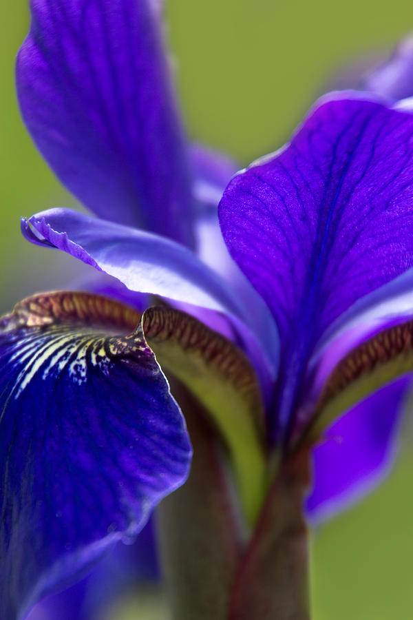 Purple Iris 3 Photograph by Leda Robertson