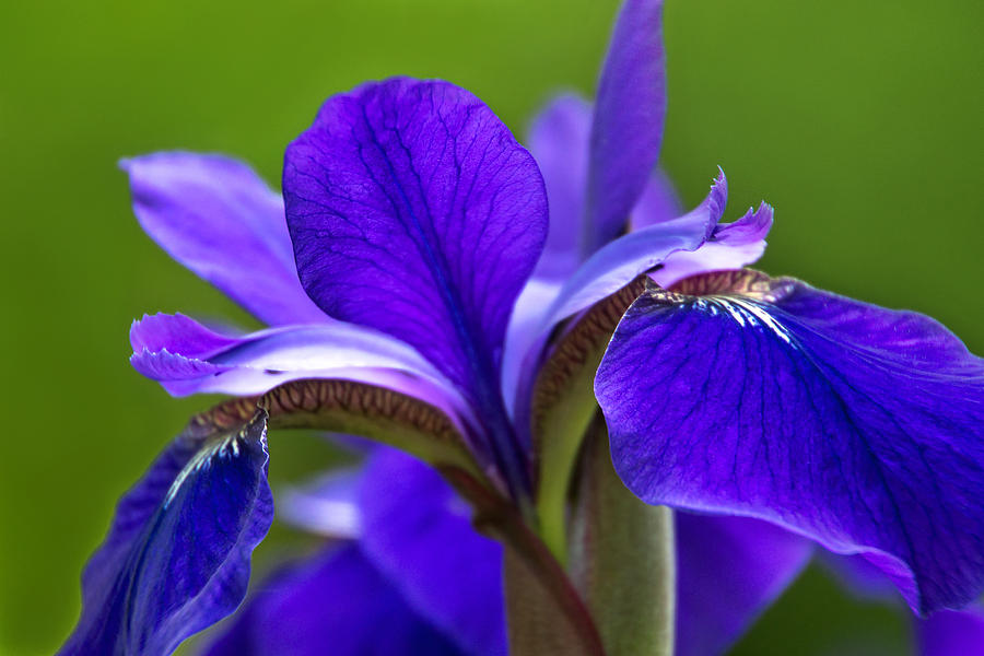 Purple Iris 4 Photograph by Leda Robertson