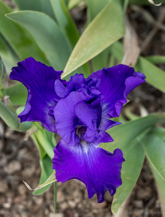 Purple Iris Photograph by Aaron Burrows