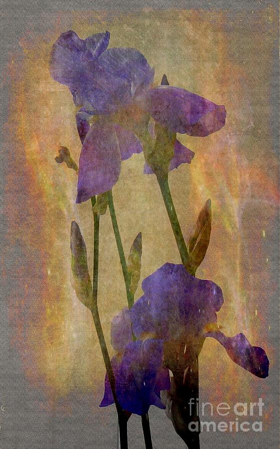 Purple Iris Abstract Photograph by Scott Cameron