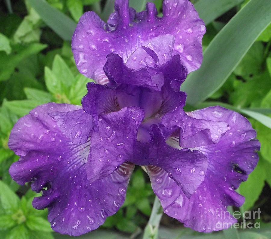 Purple Iris After The Rain Photograph by Michelle Welles