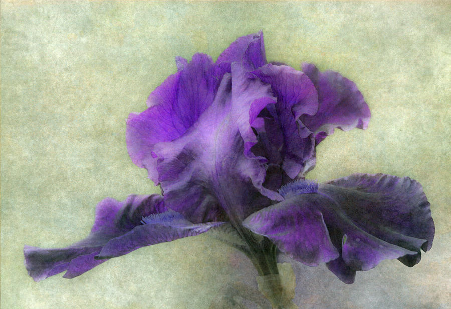 Purple Iris Photograph by Angie Vogel