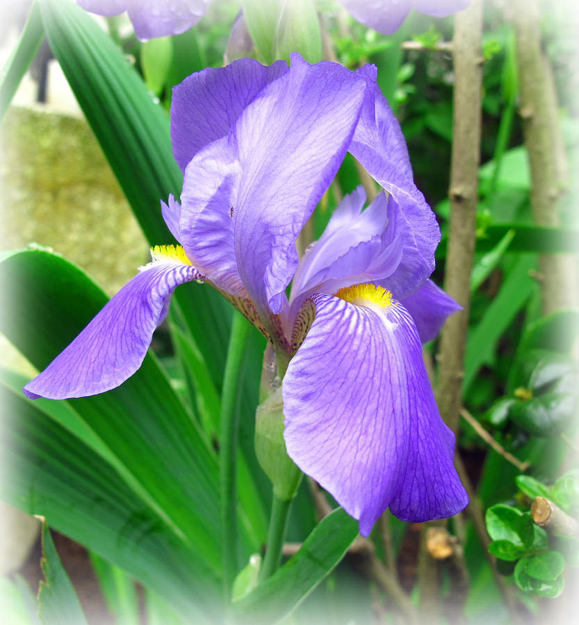 Purple Iris Photograph by Barbara McDevitt