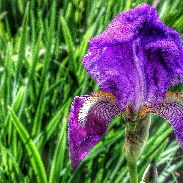 Flower Photograph - Purple. Iris. Beauty. #iris #purple by Tiffany Anthony