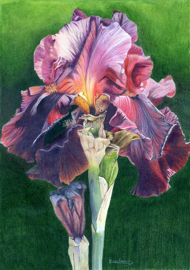 Purple Iris Drawing by Bev Lewis