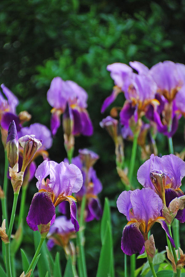 Purple Iris Bliss Photograph by Ankya Klay