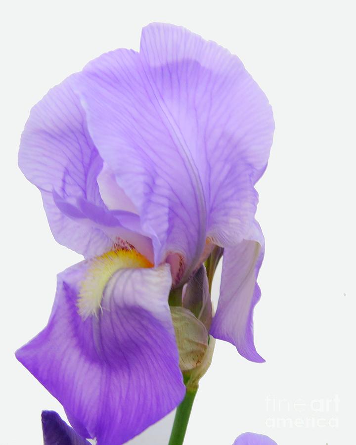 Still Life Photograph - Purple Iris Bloom by Scott Cameron