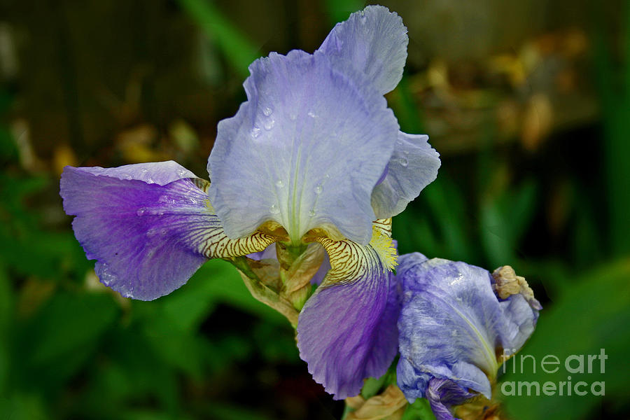 Purple Iris Photograph by Bob Hislop