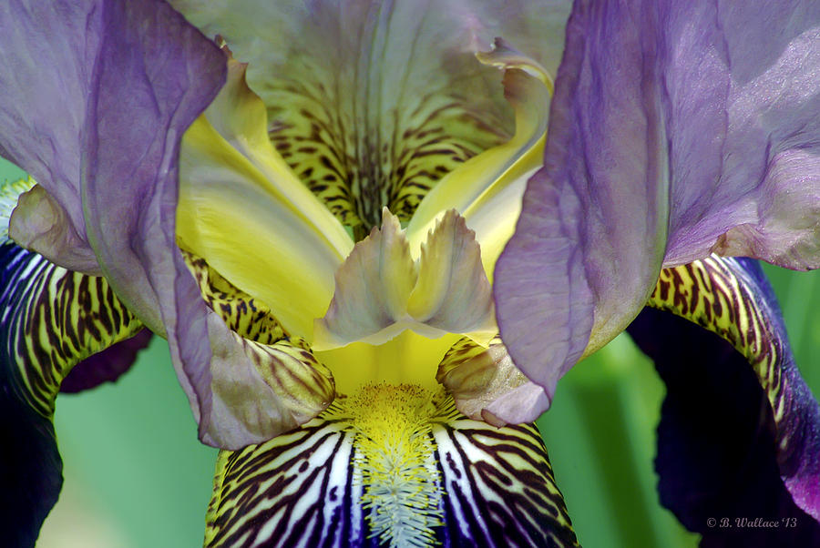 Purple Iris Photograph by Brian Wallace