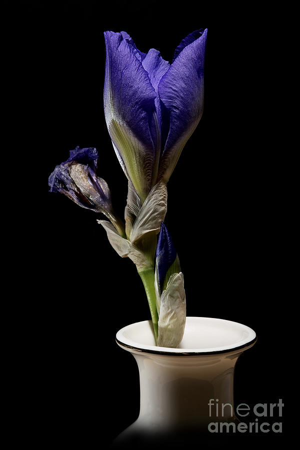 Purple Iris Budding Photograph by Art Whitton