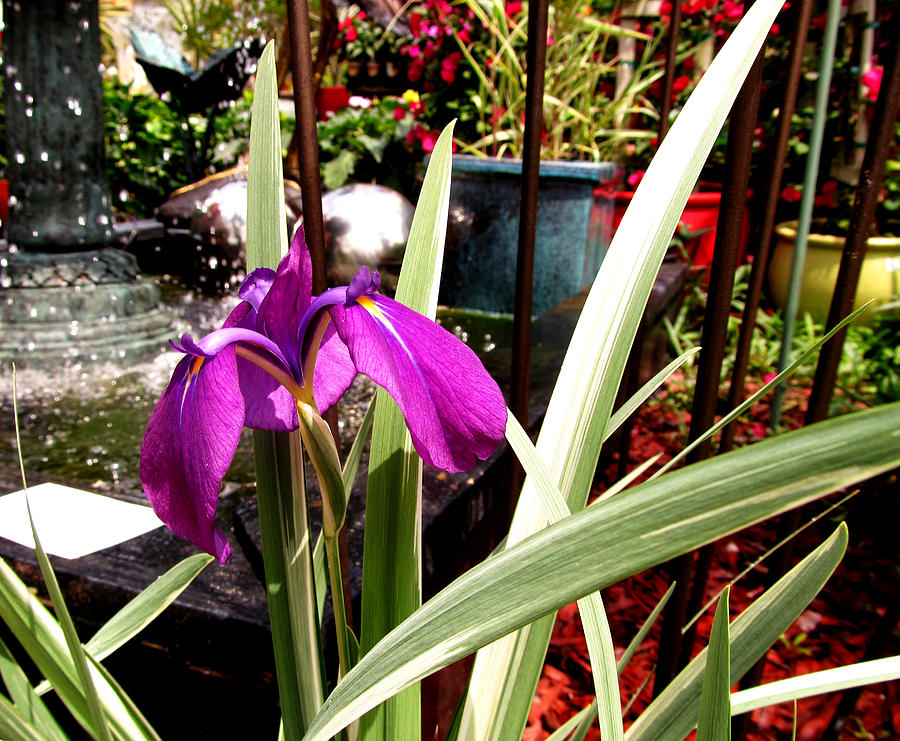 Purple Iris by Fountain Photograph by Tom Hefko