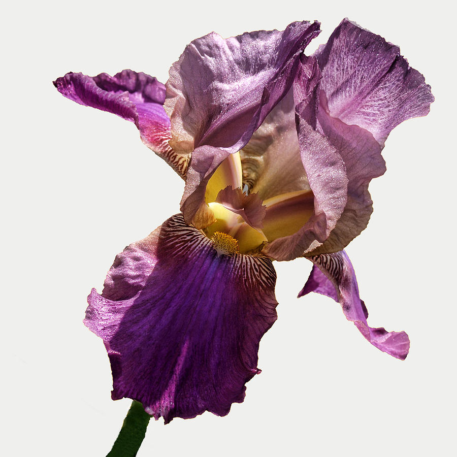 Iris Photograph - Purple Iris by Camille Lopez