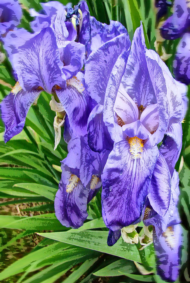 Purple Iris Digital Art by Cathy Anderson
