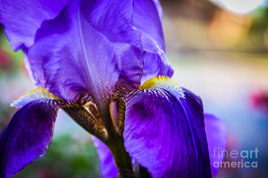 Purple Iris Photograph by Cheryl McClure