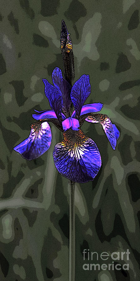 11004 Purple Iris Photograph by Colin Hunt