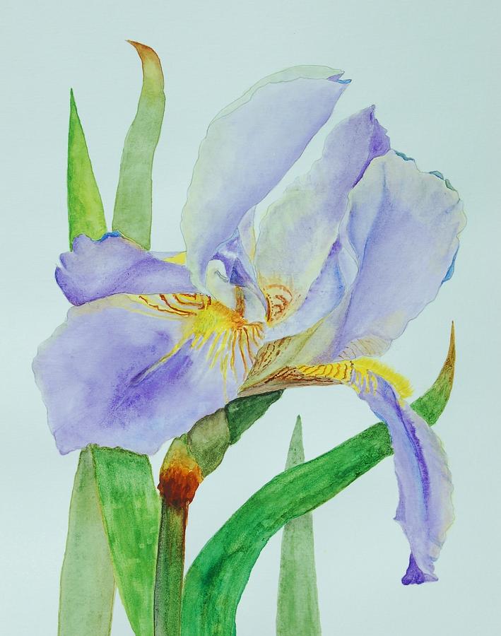 Purple Iris - Colorized Digital Art by Linda Brody