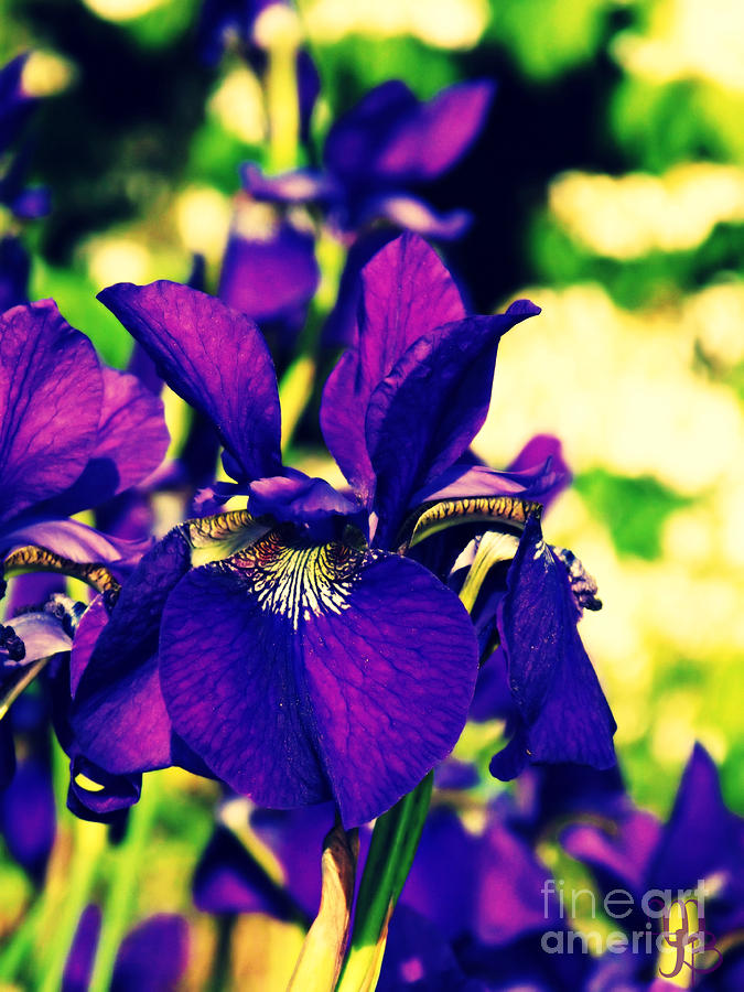 Purple Iris Cross Process Photograph by Mindy Bench