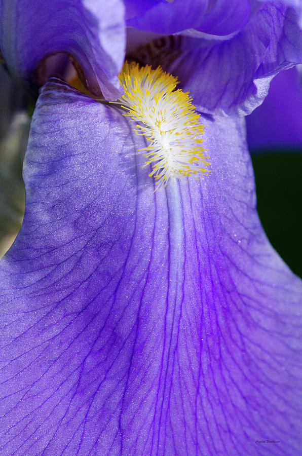 Purple Iris Photograph by Crystal Wightman