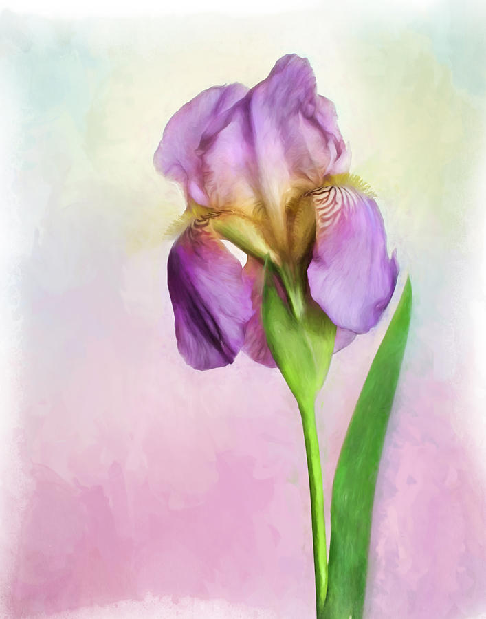 Iris Photograph - Purple Iris by David and Carol Kelly