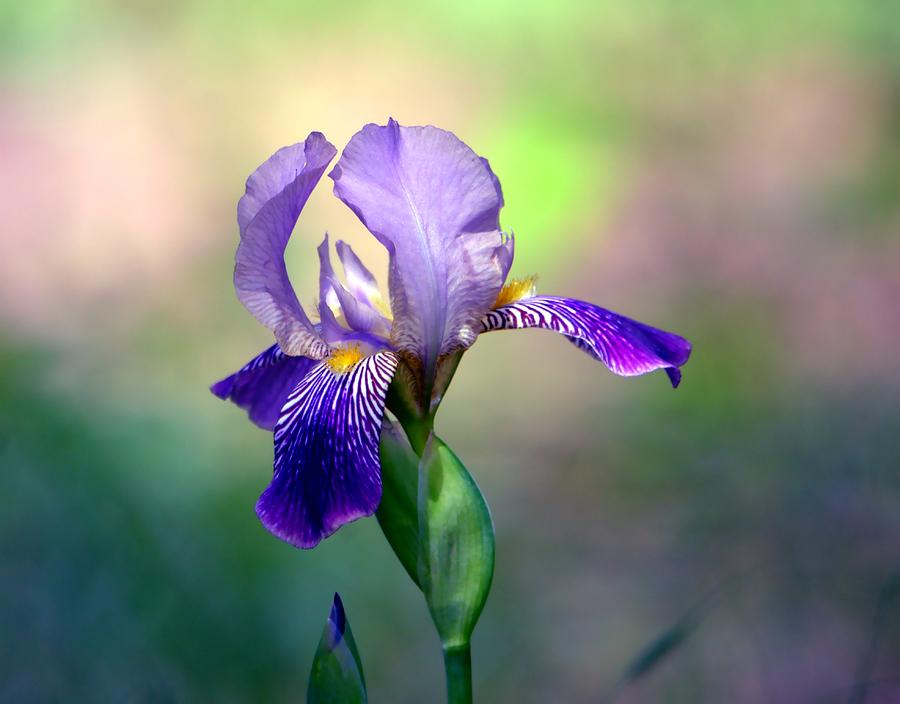 Iris Photograph - Purple Iris by Deena Stoddard