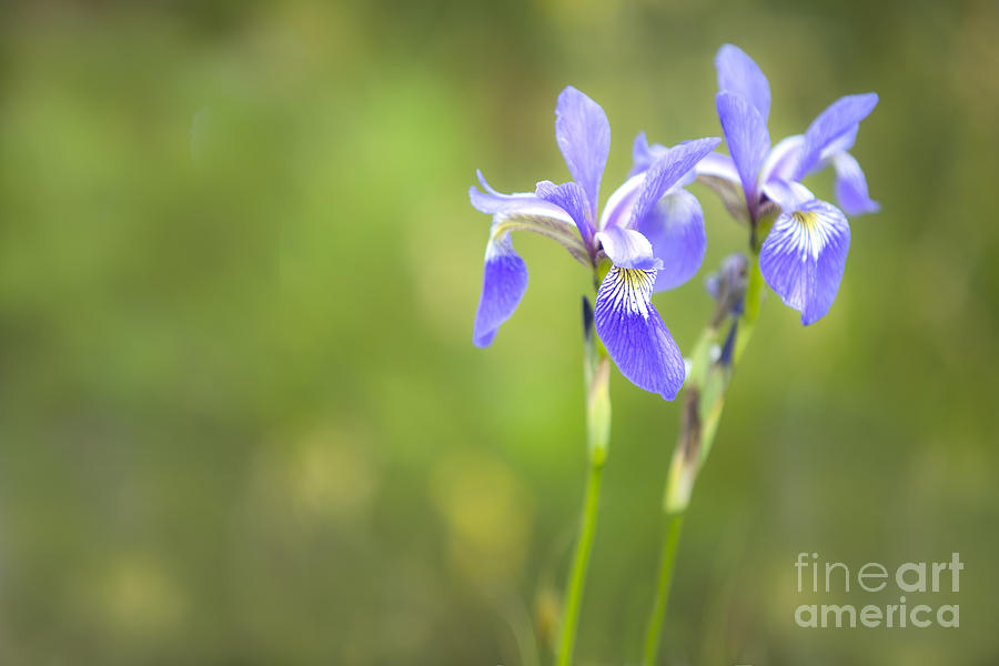 Iris Photograph - Purple Iris by Diane Diederich