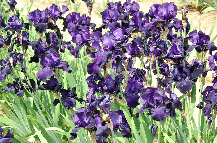 Purple Iris Photograph by Diane Lent