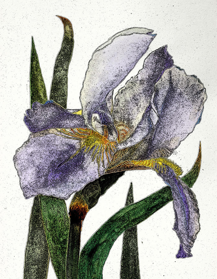 Purple Iris Digitized I Digital Art by Linda Brody